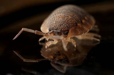 France Bitten by Bed Bugs!'s Image