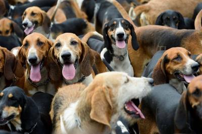 Sept chiens de chasse tués, une...'s Image