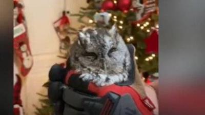 Une famille découvre une petite...'s Image