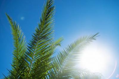 Canicule : Voici les aliments à éviter's Image