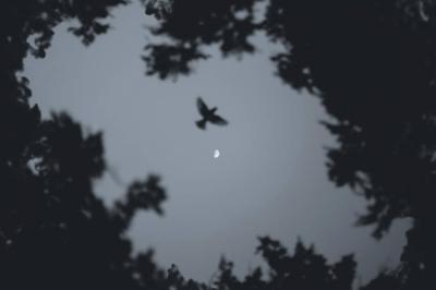 أيقونتا الحضورِ... والغياب's Image