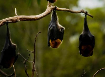 Un “Covid-clone” transmis des...'s Image