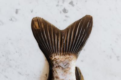Santé enfants: plus de poisson, plus...'s Image