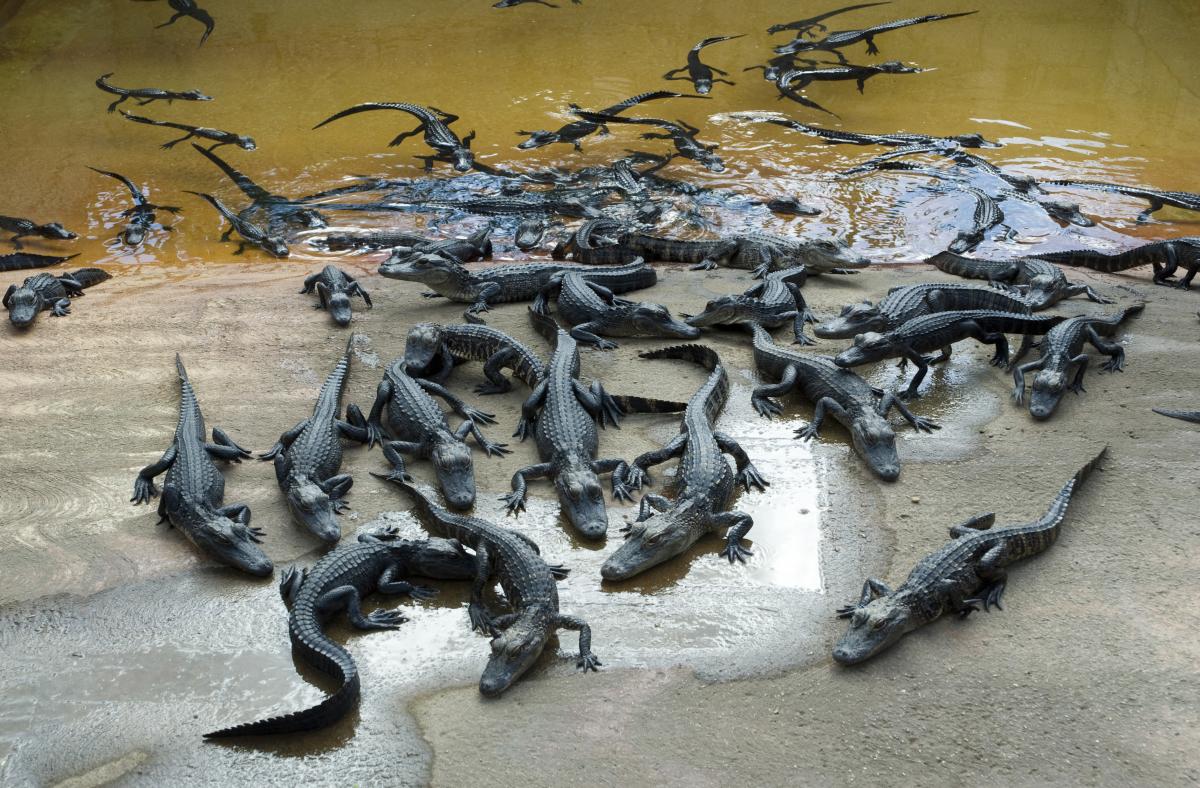 « Alcatraz » version nature... gardé par des alligators