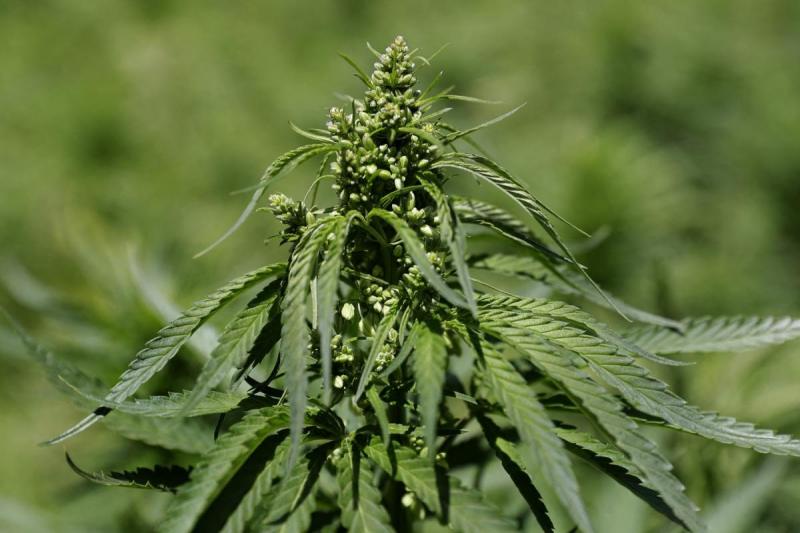 Cannabis Production in Lebanon: A...'s Image