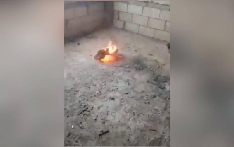 قاتل الكلب يعترف: سَكبْت عليه البنزين واضرمت به النار! (فيديو وصور)'s Image